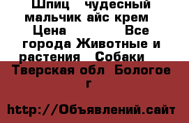 Шпиц - чудесный мальчик айс-крем › Цена ­ 20 000 - Все города Животные и растения » Собаки   . Тверская обл.,Бологое г.